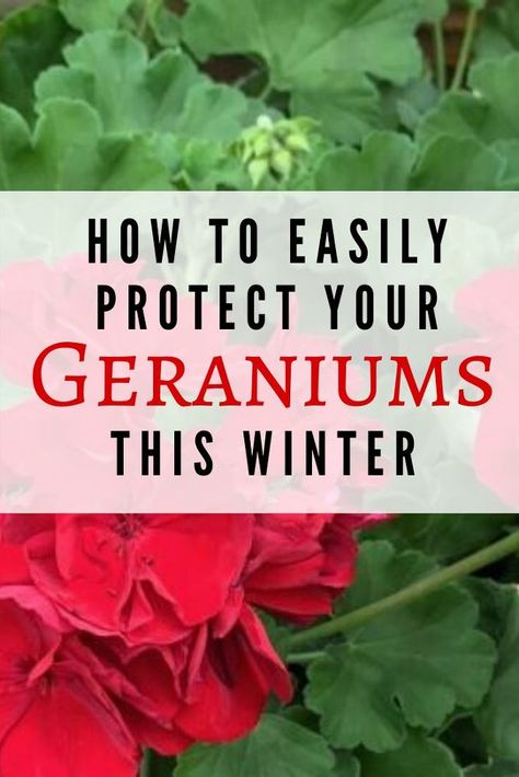 Over Wintering Geraniums, Geraniums Over Winter, Winter Geraniums, Rustic Lighting Ideas, Geraniums Indoors, Overwintering Geraniums, Winter Landscaping, Rustic Patio Furniture, Geranium Care