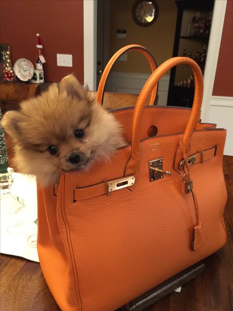 Birkin Bag Orange, Birkin Bag Hermes, Orange Birkin, Kelly Aesthetic, Rich Dog, Dog Mommy, Hermes Orange, Super Rich Kids, Girly Bags