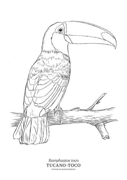 Outline Sketches, Bird Sketches, Toucan Art, Bird Painting Acrylic, Wrist Tattoo Designs, Armband Tattoos, Parrots Art, Bird Sketch, Bird Coloring Pages