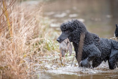 Poodles Standard, Goddess Of The Hunt, Dog Sports, Toy Dogs, Ancient Goddesses, Dog Stories, Water Dog, American Kennel Club, Therapy Dogs