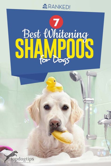 Best Whitening Shampoo for Dogs: 7 Most Effective Brands Flea Shampoo For Dogs, Diy Dog Shampoo, Best Dog Shampoo, Puppy Shampoo, Dog Grooming Tools, Flea Shampoo, Hairless Dog, Dog Smells, Pet Shampoo