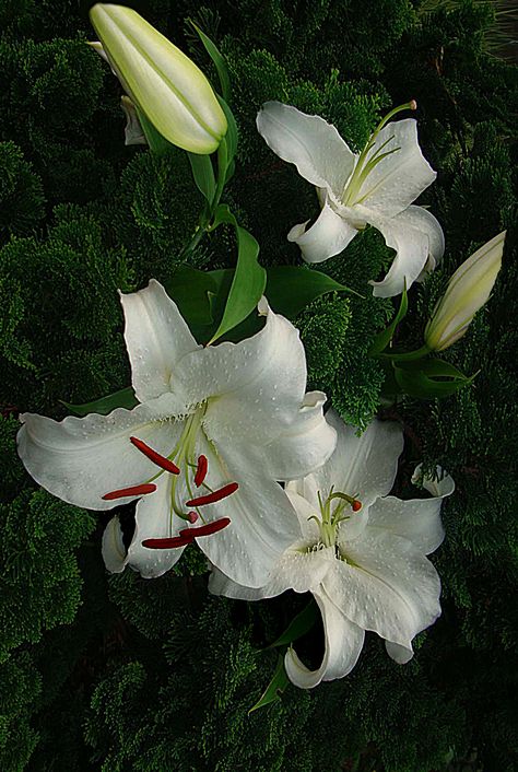 White Casablanca Lily Casablanca Lily Tattoo, Casablanca Lily, White Lily, Casablanca Lilies, White Lilies Wallpaper, Lilies White, White Lilies Photography, White Lily Illustration, White Lily Flower