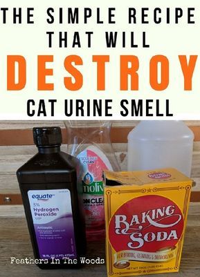 There is nothing worse than a house that smells like a cat lives there! With this simple recipe you can finally remove all lingering residue of cat smell....even if you've tried other cat urine removers before! How To Get Cat Spray Smell Out, How To Remove Cat Urine From Mattress, How To Get Rid Of Animal Urine Smell, Get Cat Pee Smell Out, Getting Cat Urine Smell Out, Remove Pet Urine From Couch, How To Get Cat Pee Smell Out Of Clothes, How To Get Cat Urine Out Of Furniture, How To Get Rid Of Cat Urine Smell Houses