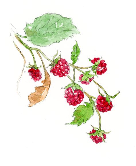 A few weeks ago I visited Andrews Farm in Milton, Ontario… they’ve a gorgeous raspberry patch, and loved the hunt of finding the best raspberries hiding under the shade of the leaves. Later I enjoyed studying the photos I took to create five different illustrated compositions of raspberries on branches. I love how the branches... Read More Raspberry Plant Drawing, Raspberry Art Drawing, Raspberry Bush Drawing, Raspberry Painting Easy, How To Draw Raspberries, Raspberry Drawing Simple, Raspberry Plant Tattoo, Wild Raspberry Tattoo, Raspberry Bush Tattoo