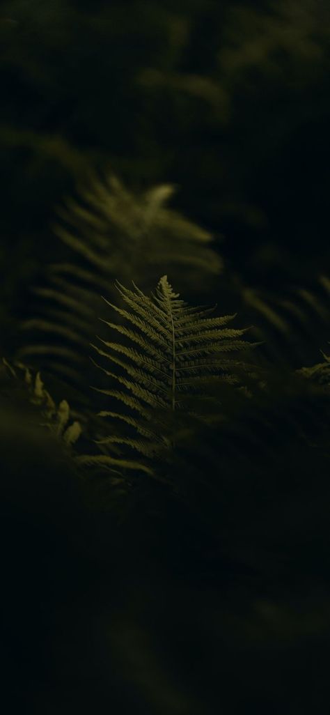 Minimal Wallpaper Samsung, Moody Phone Aesthetic, Dark Leaf Wallpaper, Fern Wallpaper Iphone, Dark Neutral Wallpaper Iphone, Plant Background Wallpapers, Dark Green Aesthetic Background, Aesthetic Leaf Wallpaper, Dark Green Phone Wallpaper