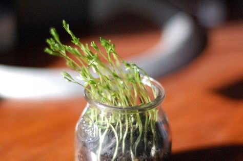 As you can see, plants use phototropism to grow toward the sun's light. A Moment of Science  indianapublicmedia.org How To Sprout Lentils, Chicken Home, Types Of Chickens, Plant Tissue, Pepper Plants, Plant Science, Science Fair Projects, Plant Lighting, Plant Growth