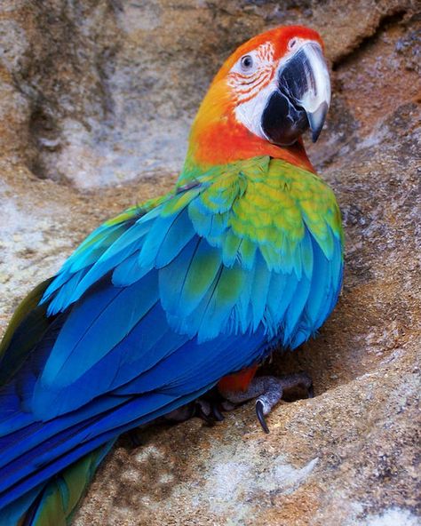 Bacardi at Yorktown Harlequin Macaw, Rainbow Macaw, Cute Pigeon, Bird People, Digital Branding, Cool Bugs, Canvas Painting Diy, Bacardi, Cute Animal Photos