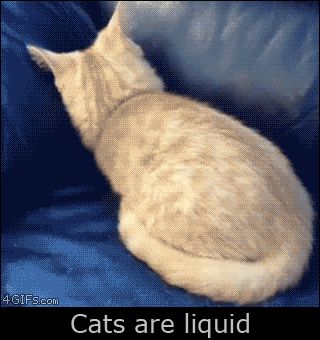 Cat Liquid, Cats Are Liquid, Liquid Cat, True Fact, Funny Animal Pictures, Cat Gif, Animal Memes, 귀여운 동물, Funny Cat