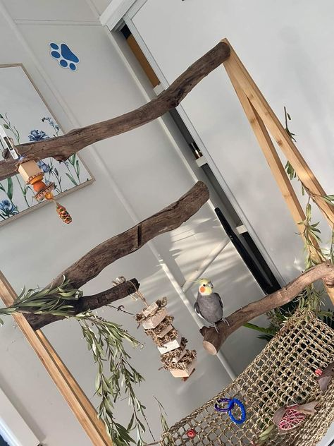 Lovebirds Cage Ideas, Bird Room Ideas Diy, Bird Room Ideas, Parrot Room, Budgie Cage Setup, Bird Cage Ideas, Bird Playground, Homemade Bird Toys, Parrot Play Stand