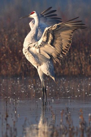 Sandhill Crane... They're back at our house on their migration route! It must be spring! They're really pretty and sing the loveliest songs when they fly! Michael Rosenbaum, Gamebirds, Sandhill Cranes, Sandhill Crane, Tattoo Animal, Animal Study, Photo Awards, Herons, Nature Birds