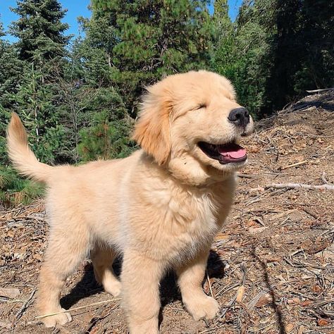 Labs and golden retrievers 🐾🐕 on Instagram: “Walkies😍 Follow @labstail ❤️” Golden Retriever Vs Labrador, Golden Retriever Smile, Puppy Tattoo, Golden Lab, Boxer Dogs Funny, Dog Advice, Famous Dogs, Boxer Puppy, Boxer Puppies