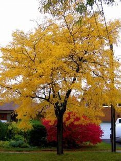 Thornless Honeylocust: These trees tend to be overplanted in Utah, but they are hardy and attractive, and they grow quickly. Nitrogen Fixers, Honey Locust Tree, Locust Tree, Indoor Landscaping, Drought Tolerant Trees, Trees For Front Yard, Commercial Landscape, Honey Locust, Fast Growing Trees