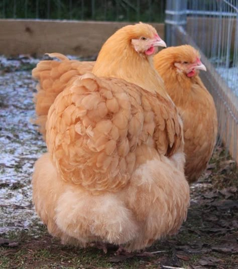 Buff Orpingtons Chicken Breed Information & Pictures  The Buff Orpington breed is a great choice for a backyard chicken - beautiful with a... Buff Cochin Chickens, Buff Orpingtons, Buff Orpington Hen, Orpington Chickens, Peach Cottage, Buff Orpington, Fancy Chickens, Beautiful Chickens, Keeping Chickens