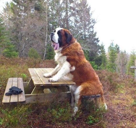 We warn you once again: You should NOT get a St Bernard. Saint Bernards, Dogs Big, St Bernard Puppy, St Bernard Dogs, Bernard Dog, Giant Dogs, Pretty Dogs, St Bernard, Lewis Carroll