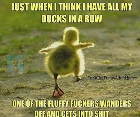 Ducks In A Row, Funny Day Quotes, Good Morning Funny Pictures, Funny Good Morning Quotes, Morning Quotes Funny, Funny Animal Quotes, Good Morning Funny, Funny Jokes For Adults, Funny Thoughts