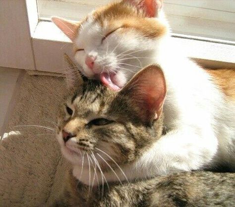 Kiss me <3 it! Funny Animal Images, Funny Animal Memes, Cute Creatures, Pretty Cats, 귀여운 동물, Animal Memes, Animals Friends, Crazy Cats, Cat Pics