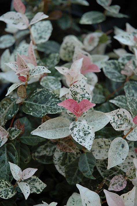 Click to view a full-size photo of Snow N Summer Star-Jasmine (Trachelospermum asiaticum 'Snow N Summer') at All Seasons Nursery Jasmine Ground Cover, Trachelospermum Asiaticum, Asian Jasmine, Jasmine Plant, Snow In Summer, Landscape Structure, Star Jasmine, Jasmine Flower, Ground Cover Plants