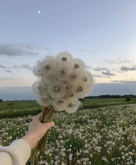 Boquette Flowers, Nothing But Flowers, Dandelion Flower, Flower Therapy, Beautiful Bouquet Of Flowers, Spring Aesthetic, Nature Aesthetic, Beautiful Bouquet, Flowers Nature