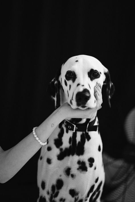 Dalmatian Dalmatian Photoshoot, Dogs Photoshoot, Dog Photoshoot, Dalmatian Puppy, Dreamy Photography, Dalmatian Print, Animal Posters, Oui Oui, Cute Cats And Dogs