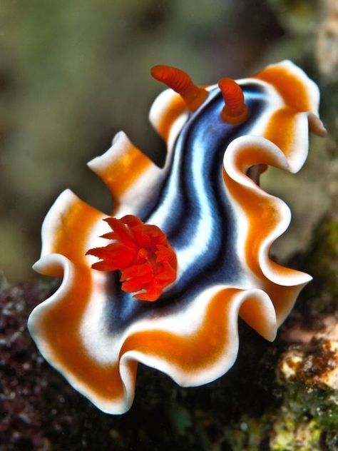 Sea Slugs, Deep Sea Creatures, Underwater Photographer, Ocean Floor, Sea Snail, Beautiful Sea Creatures, Sea Slug, Water Animals, On The Ocean