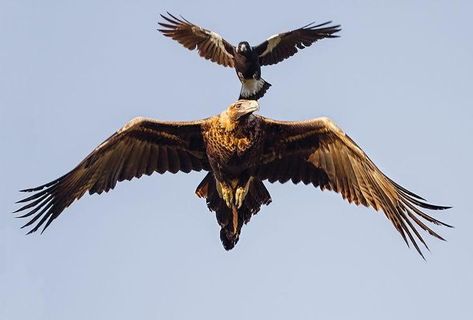 Raptor Bird Of Prey, Wedge Tailed Eagle, Raptors Bird, Eagle Drawing, Morning Photography, Bird Barn, Eagle Pictures, Australia Animals, Eagle Art