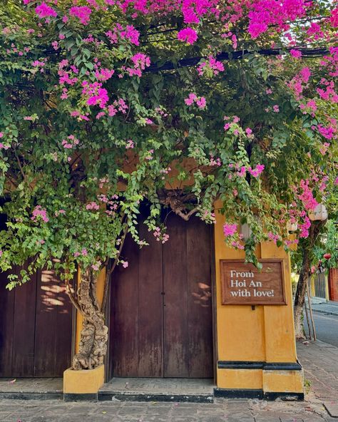 Hoi An, you are so pretty 🌸🌺🌼 Old town, rice fields, beach - you have it all 🧡 #hoianvietnam #travelphotography #visitvietnam #travelgram Hoi An Old Town, Hoian Vietnam, Visit Vietnam, Rice Fields, Hoi An, So Pretty, Old Town, Travel Photography, Rice