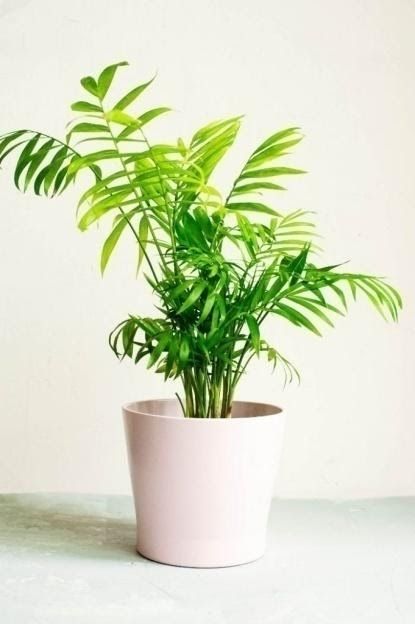 Parlour Palm, Chamaedorea Elegans, Indoor Palm Trees, Indoor Palms, Lipstick Plant, Palm Tree Plant, Parlor Palm, Household Plants, Living Room Plants