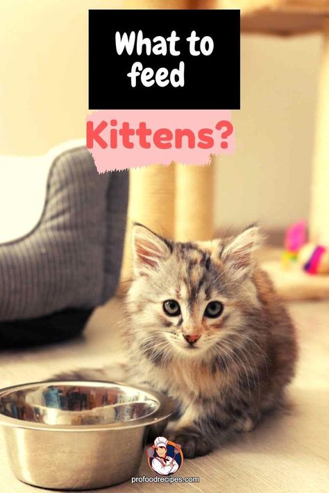 Know the kitten freeding guide for proper care to your kitty. Feeding Kittens, Food To Eat, Kitten Food, No Cook Meals, Food Animals, Vegetarian Recipes, Kittens, Kitty, Pet