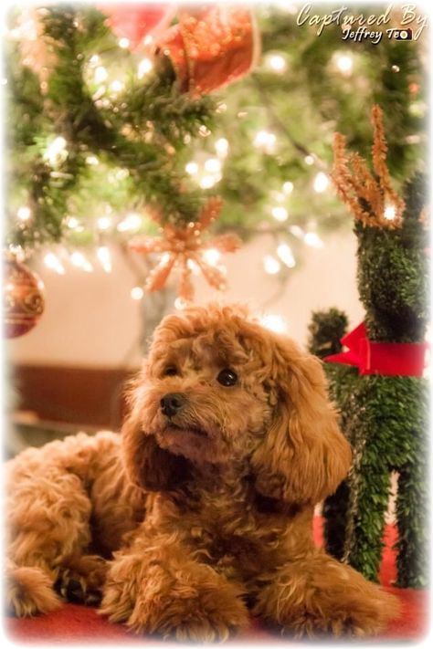 [AffiliateLink] 35 Great Pet Toys Aesthetic Tips To Save 2023 #pettoysaesthetic Puppys First Christmas, Teddy Bear Poodle, Toys Aesthetic, Christmas Poodle, Poodle Christmas, Cute Dog Toys, Poodle Cuts, Red Poodles, 600 Followers