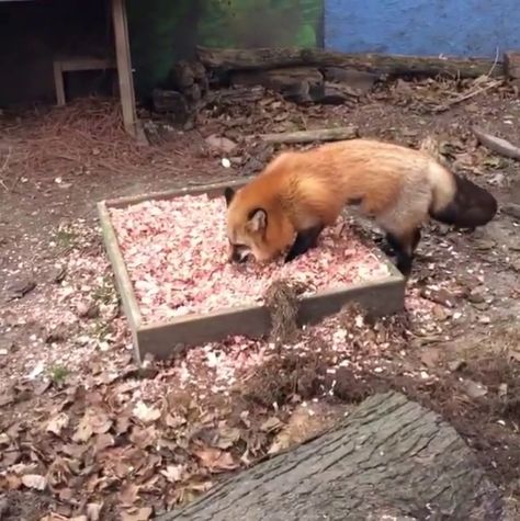 Fox Enrichment, Wolf Enrichment, Zoo Enrichment, Canine Enrichment, Enrichment Projects, Animal Enrichment, Zoo Crew, Zoo Ideas, Enrichment Activities