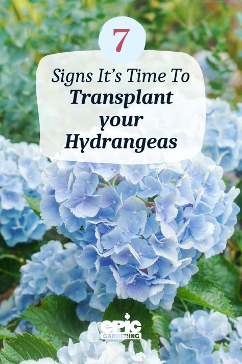 Light blue hydrangea bush Transplanting Hydrangeas, Plant Watering Hacks, Shade Pots, Best Perennials For Shade, Perennial Garden Ideas, Perennials For Shade, Hydrangea Care, Raised Bed Gardening, Starting A Vegetable Garden