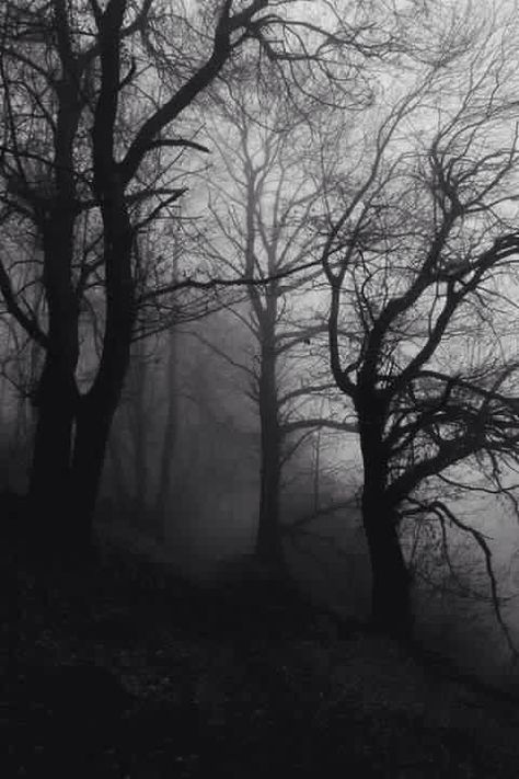 Creepy Woods, Dark Pics, Oc Aesthetic, Foggy Day, رعب نفسي, Dark Paradise, Forest Nature, Rainbow Wallpaper, The Fog