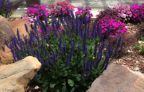 Lee Ann Torrans Gardening | Salvia Greggii – The Workhorse of the Native Plant Garden | http://leeanntorrans.com Dallas Landscaping, Texas Perennials, Shade Perennial Garden, May Night Salvia, Summer Perennials, Yellow Perennials, Purple Perennials, Salvia Greggii, Texas Sun