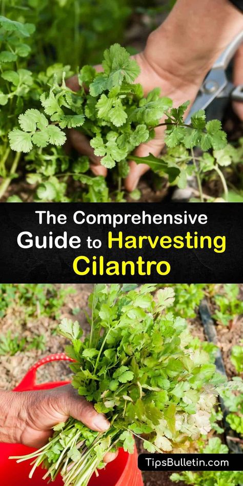 Find out how to harvest cilantro leaves and coriander seeds. Keep harvesting cilantro regularly from your vegetable garden throughout the growing season. Plant cilantro seeds in full sun every few weeks for a continuous supply of fresh cilantro. #howto #harvest #cilantro Harvesting Cilantro, Harvest Cilantro, Growing Coriander, How To Harvest Cilantro, Cilantro Plant, Cilantro Seeds, Growing Cilantro, Diy Herb Garden, Herb Garden Design