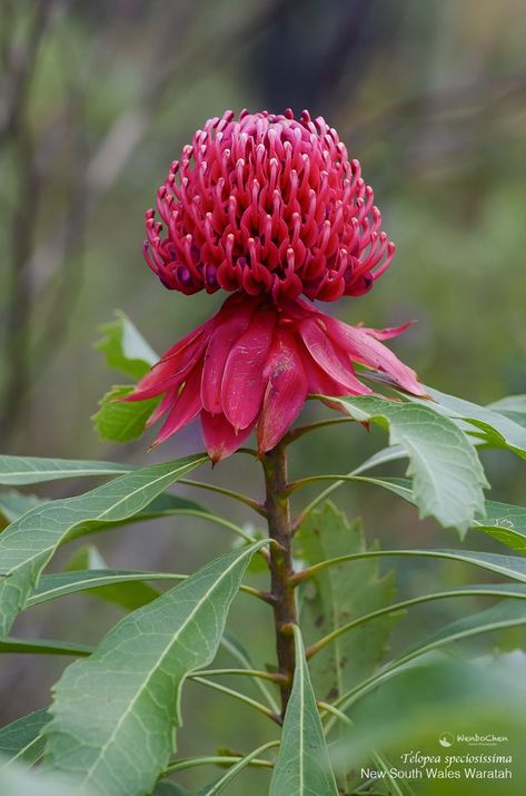 Waratah Flower, Flowers Australia, Australian Natives, Australian Wildflowers, Australian Flowers, Australian Native Flowers, Australian Plants, Native Flowers, Australian Native Plants