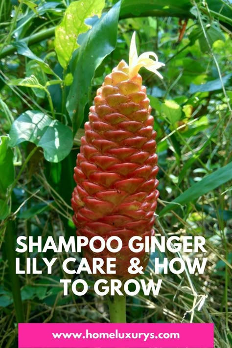 How To Grow Awapuhi, Awapuhi Wild Ginger Plant Care, Curcuma Ginger Plant, Shampoo Flower Plant, Bitter Ginger Plant, Pinecone Ginger Plant, Awapuhi Wild Ginger Plant Uses, Shampoo Ginger Uses, Awapuhi Shampoo Recipe