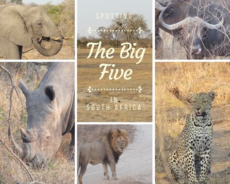 Spotting The Big Five in South Africa The Big Five South Africa, The Big Five, Information Poster, Big 5, African Safari, Travel Guides, Oh My, Tigers, South Africa