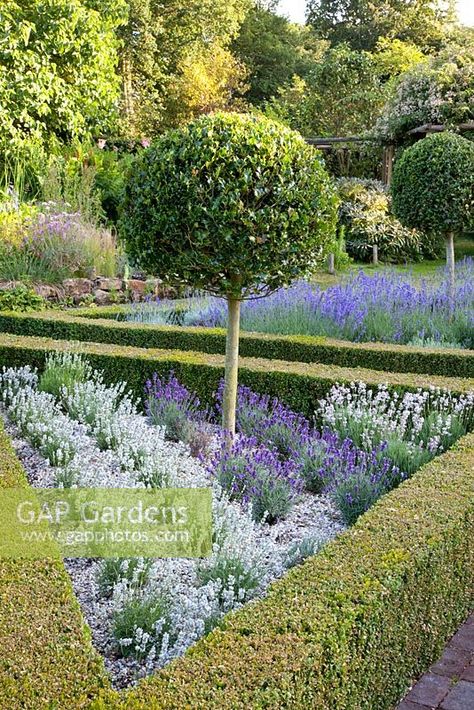 Box Hedge Border Front Garden, Buxus Hedge Front Garden, Hydrangea And Allium Garden, Yew Balls Border, Lavender Hedge Border, Box Hedge Border, Boxwoods And Lavender, Parterre Garden, Australian Garden Design