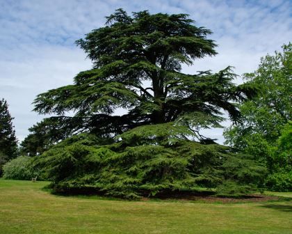 Cedrus libani: Cedrus libani is a magnificent specimen tree that you plant for your great grandchildren to enjoy.It is initially a fast growing plant that takes on a conical shape, though as it ages it adopts a more flattened or domed top with weighty limbs stretching outward to defy gravity. Many older specimens have had branches removed for safety of those underneath.The needles are fine, dark green in colour and around 35mm long.There are weeping and prostrate forms which are also popular. Cedrus Libani, Great Grandchildren, Specimen Trees, Fast Growing Plants, Plant Sale, Fast Growing, Growing Plants, Grandchildren, Outdoor Garden