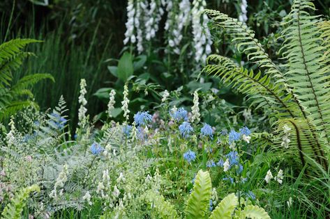 Diy Garden Edging, Small Garden Shrubs, Garden Shrubs Evergreen, Cottage Garden Borders, Woodland Plants, Shade Garden Plants, Woodland Flowers, Cottage Garden Plants, Border Plants