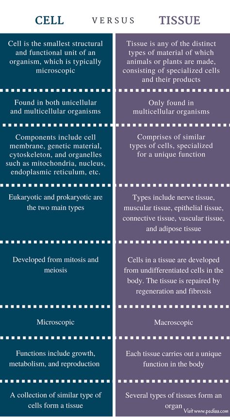 Difference Between Cell and Tissue - Comparison Summary Cells And Tissues Anatomy Notes, Types Of Tissues Notes, Animal Tissue Biology Notes, Biology Tissues Notes, Types Of Cells Biology, Unicellular And Multicellular Organisms, Excitable Tissues Physiology, Cell Biology Notes, Learn Biology