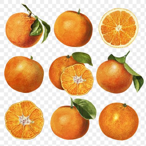 Hand drawn natural fresh oranges illustration | premium image by rawpixel.com / Donlaya Oranges Illustration, Lemonade Decor, Mandarin Tree, Fruit Labels, Fruit Fruit, Fruit Vector, Free Backgrounds, Leaf Ornament, Hand Images