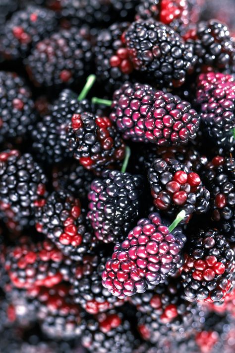 Mulberry Recipes, Mulberry Fruit, Fruit Health Benefits, High Iron, Green Chilies, Matcha Green Tea, Fruit And Veg, Dried Fruit, Fruits And Vegetables