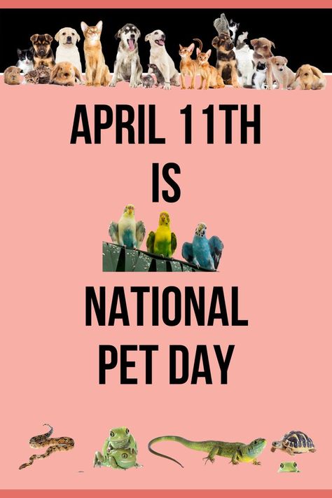 We all love our pets! April 11th is National Pet Day. Give them a little extra love. National Pet Day 2024, National Pet Day 2023, National Animal Day, National Mutt Day, Animal Rescue Ideas, Animal Calendar, April Month, Qatar National Day, Dog Room Decor