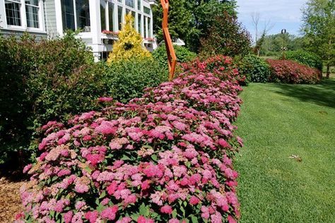 Flowering Shrub of the Year Double Play Doozie - Proven Winners Anthony Waterer Spirea, Spirea Companion Plants, Double Play Spirea, Double Play Doozie Spirea, Spirea Double Play Doozie, Goldflame Spirea, Glow Girl Spirea, Proven Winners, Attract Pollinators