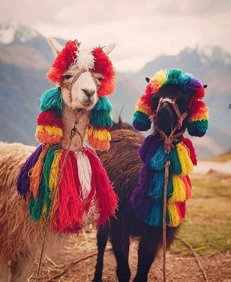 15 Stylish Ideas From Llamas And Alpacas | PetPress Tattoo Nature, Alpaca Farm, Odd Stuff, Llama Alpaca, Cute Llama, Animal Tattoos, Exotic Pets, Animal Photo, Nature Wallpaper