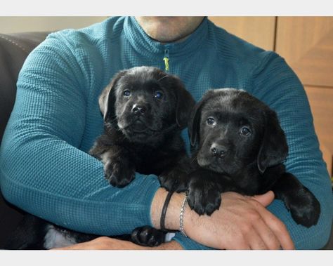 Napoli: SPLENDIDI CUCCIOLI DI LABRADOR NERI CON PEDIGREE: #vendita #cuccioli #labrador #napoli Vai all'annuncio: Labrador Nero, Labrador Retriever, Labrador, Pet, Dogs, Animals