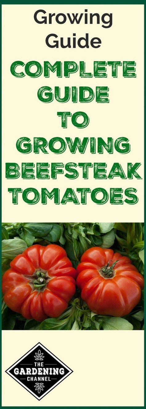 Beef Steak Tomatoes, Steak Tomatoes, Tips For Growing Tomatoes, Growing Organic Tomatoes, Growing Tomato Plants, Food Safety Tips, Tomato Farming, Hydroponic Farming, Hydroponics Diy