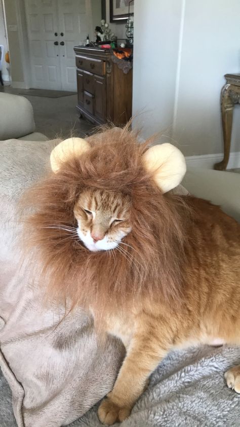 Orange cat lion cat costume Cat In Lion Costume, Orange Cat Costume, Cat Lion Costume, Cat Dressed Up, Lion Cat, Lion Costume, Cat Halloween Costume, Cat Costume, Cat Halloween