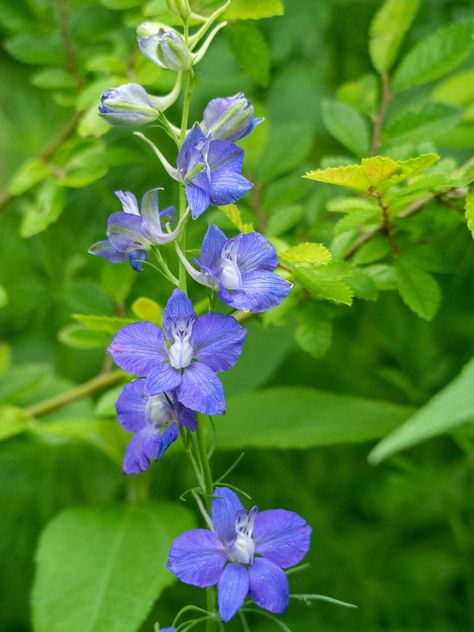 Flower Sketchbook, Flower Flash, Larkspur Flower, Flower Identification, English Cottages, Month Calendar, Line Flower, Lore Olympus, Olympus Digital Camera